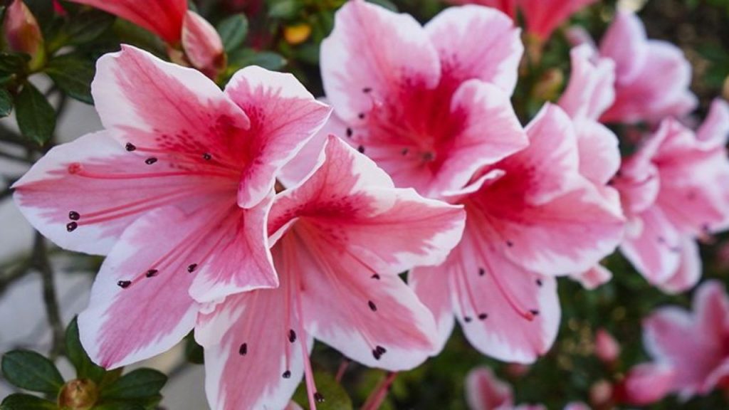 Azalea AIRC su Amazon