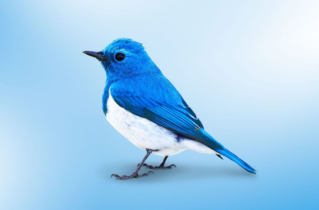 Twitter nuova finestra di chat